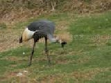 Play Gray crane jigsaw puzzle