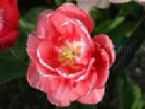 Play Tulip jigsaw puzzle