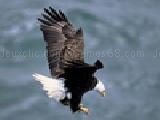 Play Bald eagle jigsaw puzzle