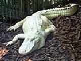 Play White alligator puzzle