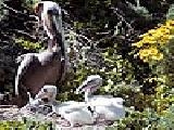 Play Heron and babies puzzle