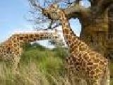 Play Puzzle giraffes - 1