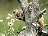 Play Baby hyena puzzle