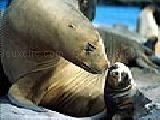 Play Seals on the beach puzzle