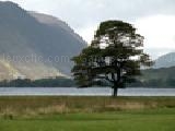 Play Jigsaw: lonesome