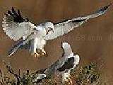 Play Scrappy eagles puzzle