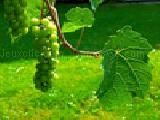 Play Jigsaw: grapes