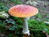 Play Jigsaw: red toadstool