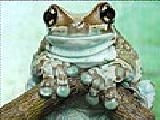 Play Lazy frog slide puzzle