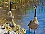 Play Duck family puzzle