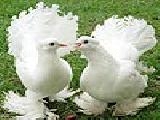 Play Scrappy white doves puzzle