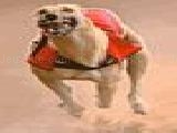 Play Greyhound race