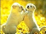 Play Scrappy dogs puzzle