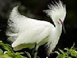 Play White feathered bird puzzle