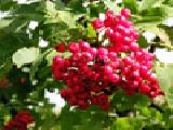 Play Jigsaw: bright berries