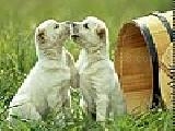 Play Amiable dogs puzzle