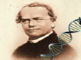 Play Mendel quiz (genetics)