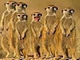 Play Meerkats family puzzle