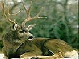 Jugar a White tailed deer puzzle