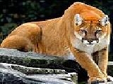 Play Orange leopard slide puzzle
