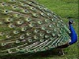 Play Blue peacock puzzle