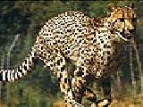Play Wild cheetah puzzle