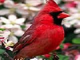 Play Red bird puzzle
