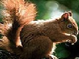 Play Sweet squirrel puzzle