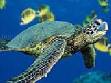 Play Green sea turtle puzzle
