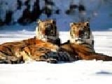 Play Lounging siberian tiger