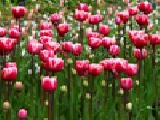 Play Jigsaw: pink tulips