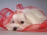 Play Puzzles maltese puppies 2
