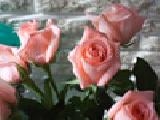 Play Jigsaw: pink roses