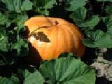 Play Jigsaw: pumpkin hiding