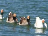 Play Jigsaw: swimming geese