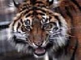 Play Tiger closeup sliding