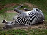 Play Jigsaw: dusty zebra