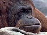 Play Monkey puzzle