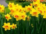 Play Jigsaw: daffodils