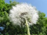 Play Jigsaw: dandelion