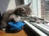 Play Sniper kitty