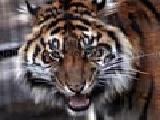 Play Closeup tiger