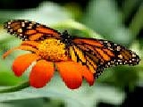 Play Jigsaw: monarch butterfly