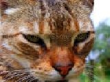 Play Jigsaw: closeup cat