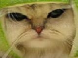 Play Funny cat knight