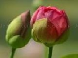 Play Jigsaw: buds