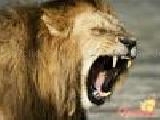 Play Wild animals land