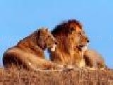 Play Puzzle felines - 1