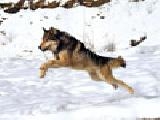 Play Wolf at a gallop