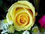 Play Puzzles: yellow roses